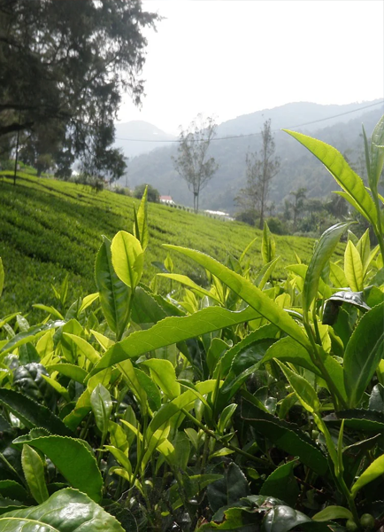 Darjeeling_Tea